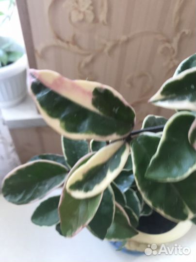 Хойя кримсон квин