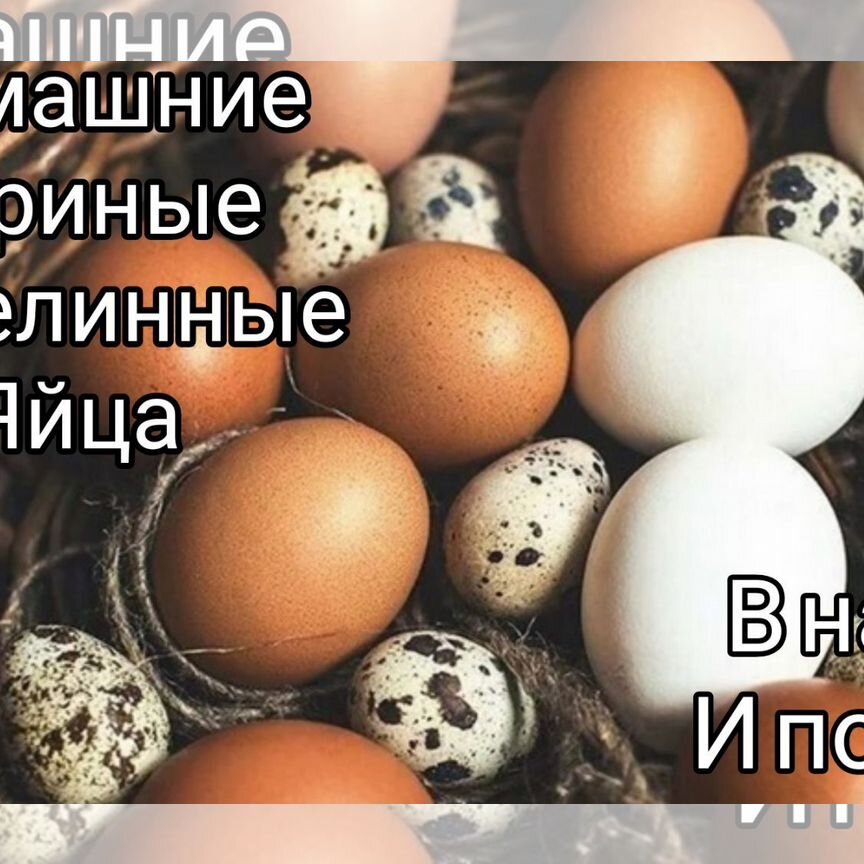 Яйцо домашнее, инкубационное яйцо