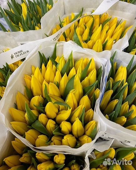 Желтые голландские тюльпаны