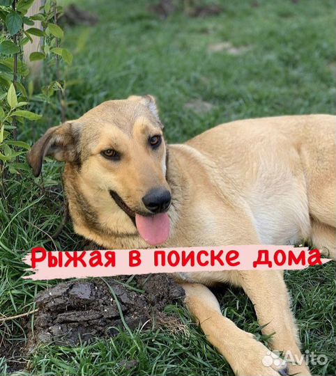 Собака в добрые руки