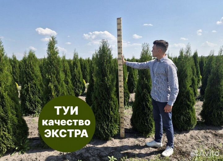 Туя смарагд рост 208 см /опт 150 шт