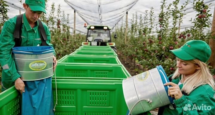Сборщик яблок. Сезонная работа