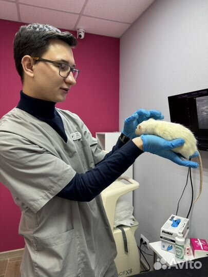 Ветеринарный врач