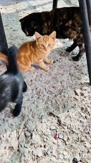 Котята бесплатно