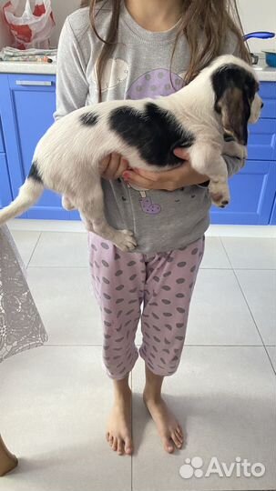 Щенки бигль