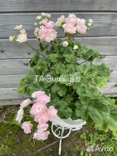 Пеларгония. срезы
