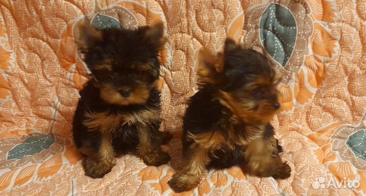 Йорко-девочки