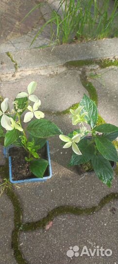 Гортензия метельчатая Magical Starlight