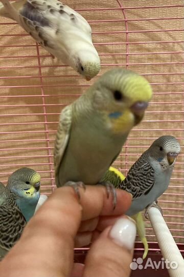 Попугаи разные (Волнистые, кореллы, розеллы)