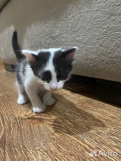 Котята породистые