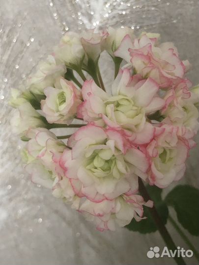 Герань пеларгония розебудная