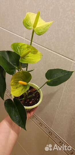 Антуриум красный, белый, зелёный, розовый