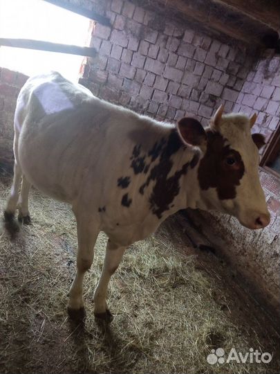 Телка 1год и 2 месяца