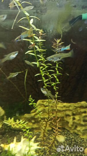 Гуппи Эндлера