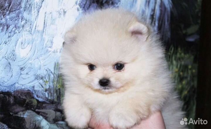 Шпицы детки