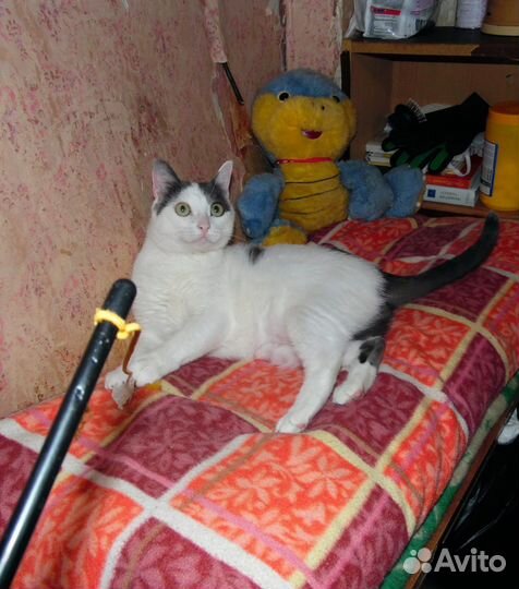 Кошки бесплатно