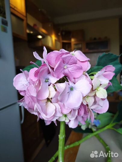 Букет 5 гортензий искусственные