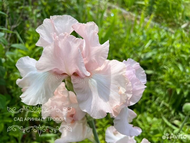 Ирис Элис Гудман