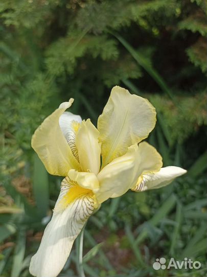 Цветы ирисы