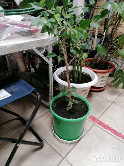 Монстера, фикус, замиокулкас