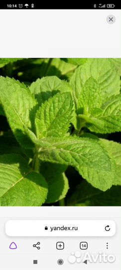 Мята кудрявая