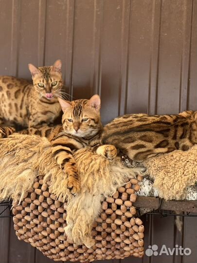 Бенгальские котята