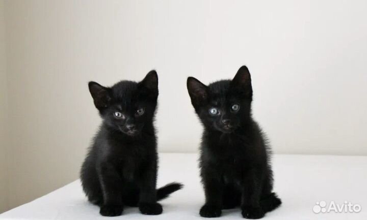 Котята в добрые руки бесплатно