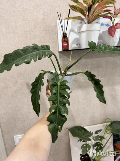 Филодендроны