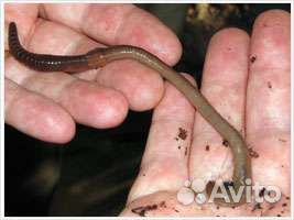 Приманка для крупной рыбы