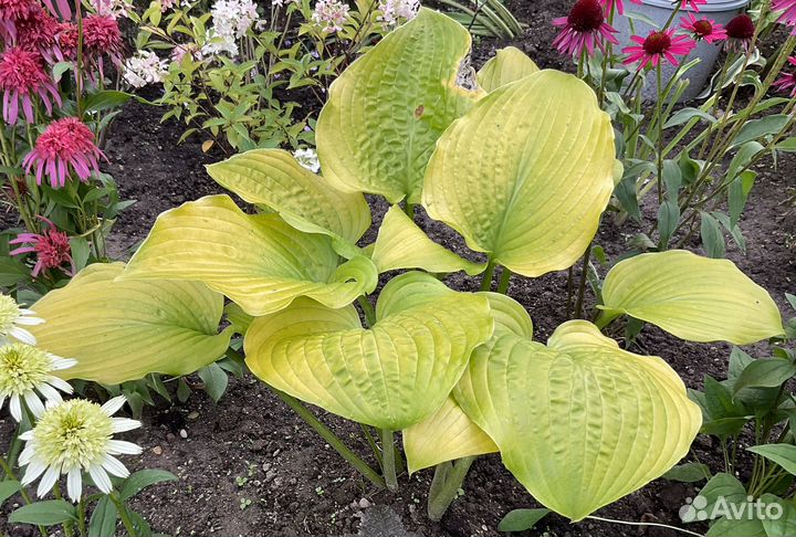 Хоста для сада #4