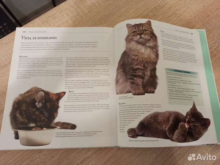 Все породы кошек