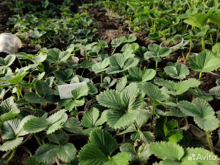 Рассада клубники