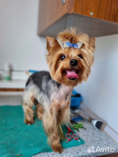 Йоркширский терьер