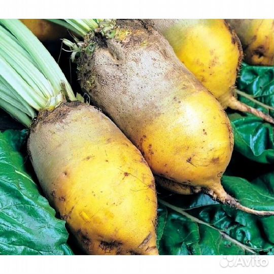 Семена свеклы кормовой в ассортименте