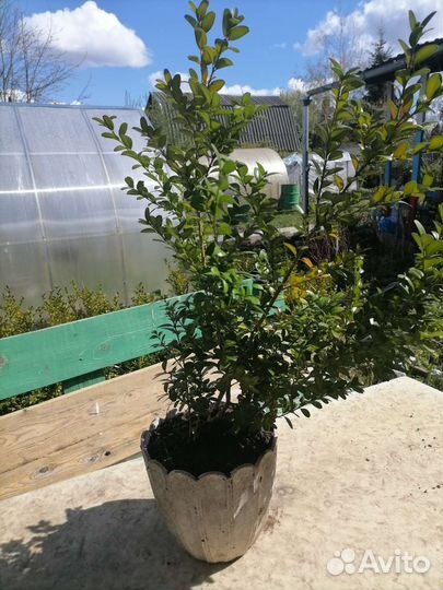 Саженцы самшита