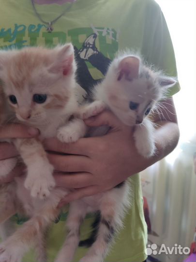 Отдам в добрые руки котят