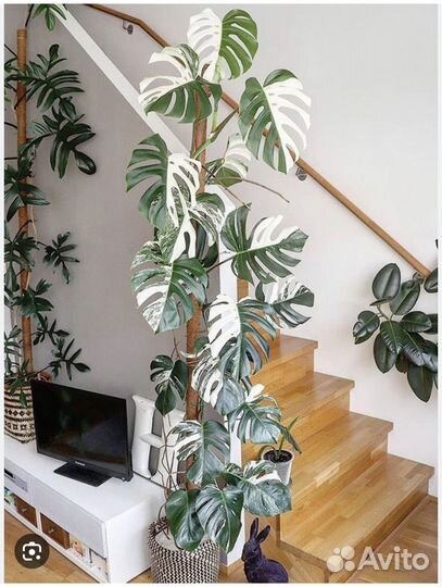 Монстера альба вариегатная