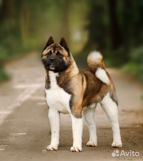 Щенки американской акиты от породника