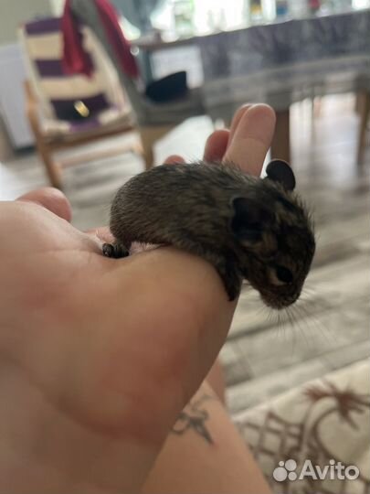 Чилийская белка дегу