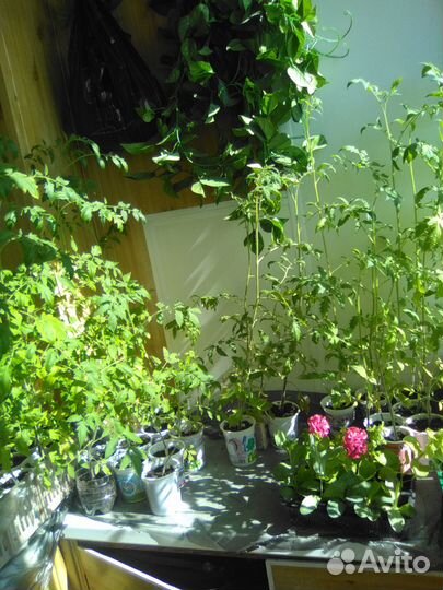 Продам рассаду помидор