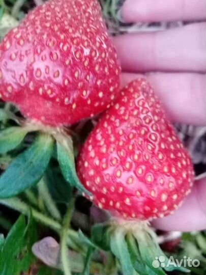 Клубника 5 сортов