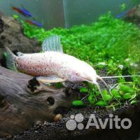 Аквариумные рыбки сомики