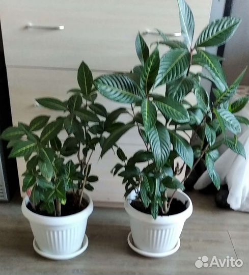 Цветы для дома и офиса