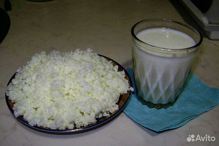 Молочный кефирный гриб