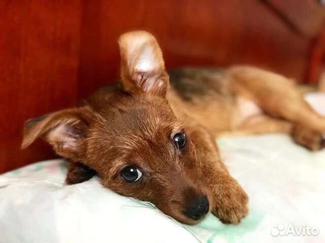 Щенки чихуахуа