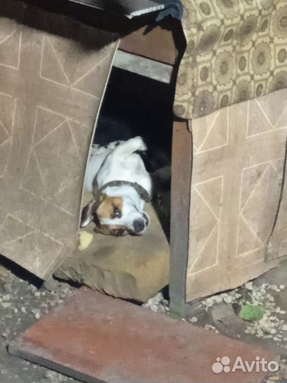 Самец готов для вязки