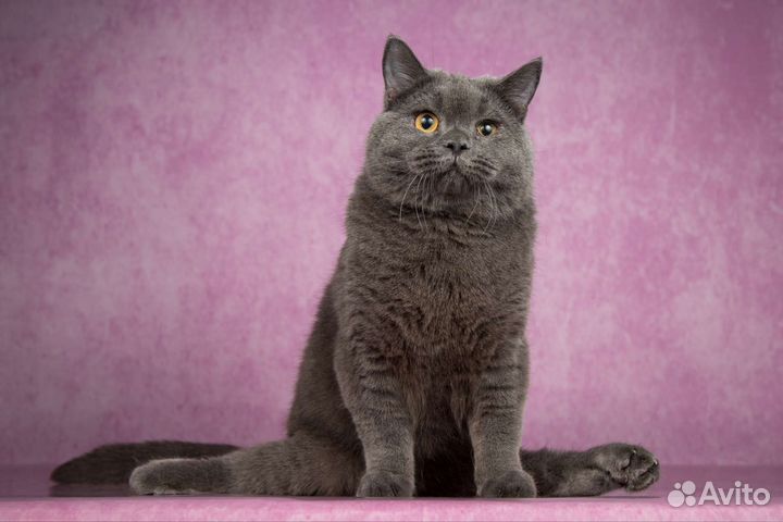 Британский кот-инвалид ищет свою семью