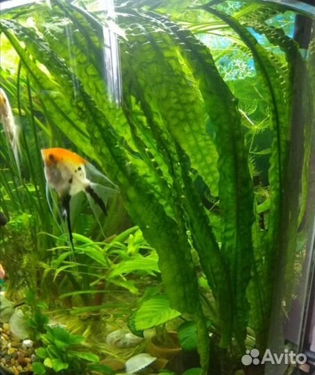 Криптокорина апоногетонолистная