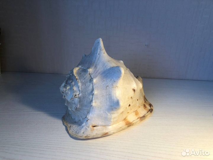 Ракушка морская большая