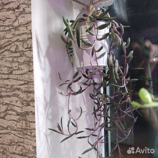 Крестовики и Сциндапсусы/Эпипремнумы. Ампельные